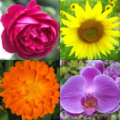 Взлом Flowers Quiz - Identify Plants  [МОД Бесконечные деньги] - последняя версия apk на Андроид