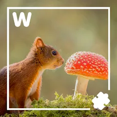 Взлом 7000 words (семь тысяч)  [МОД Menu] - последняя версия apk на Андроид